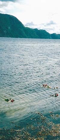 Remembrance roses floating in the Namsen Fjord